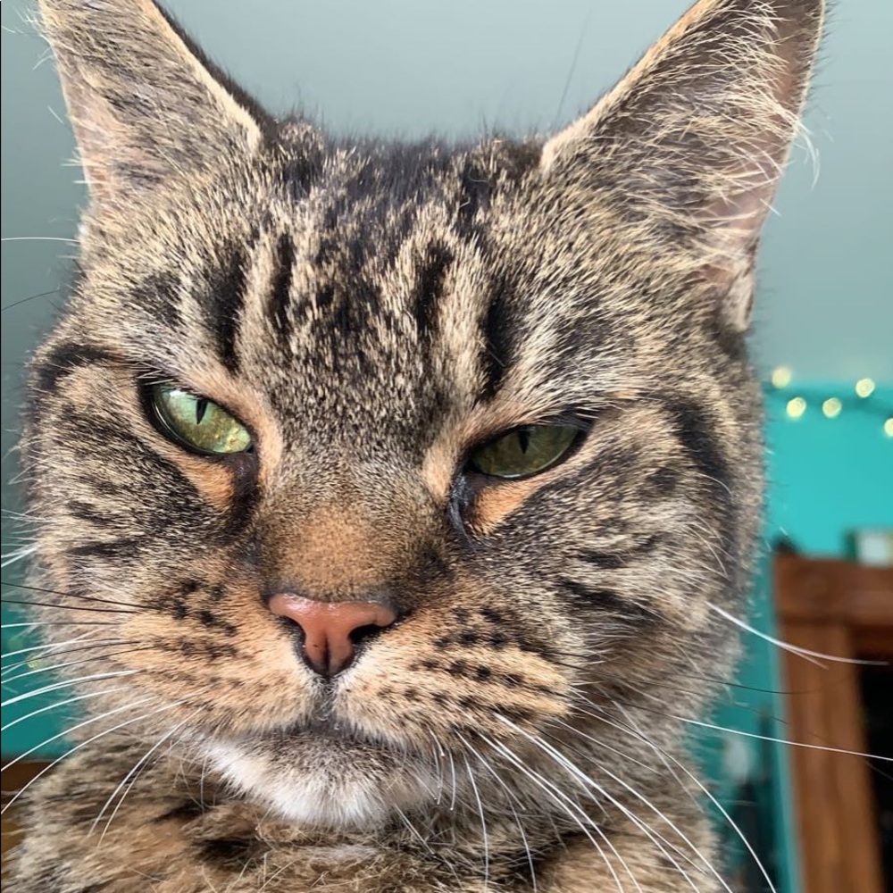 Meet your Posher, Misty